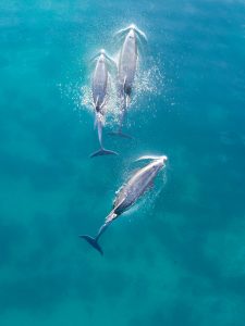 ryanf-dolphins-aerial